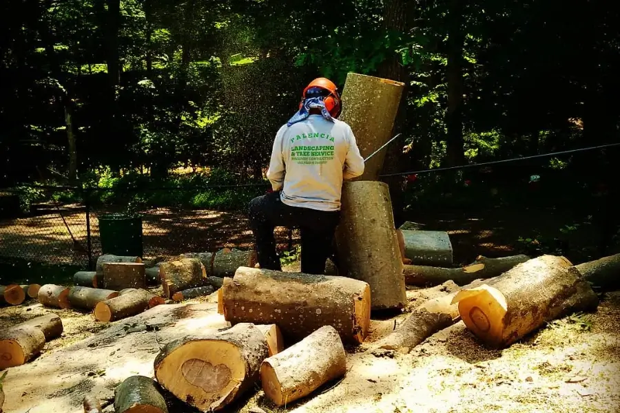 Affordable Tree Service