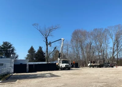 Professional Tree Maintenance