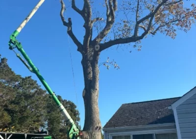 Professional Tree Service