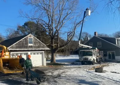 Reputable Tree Service