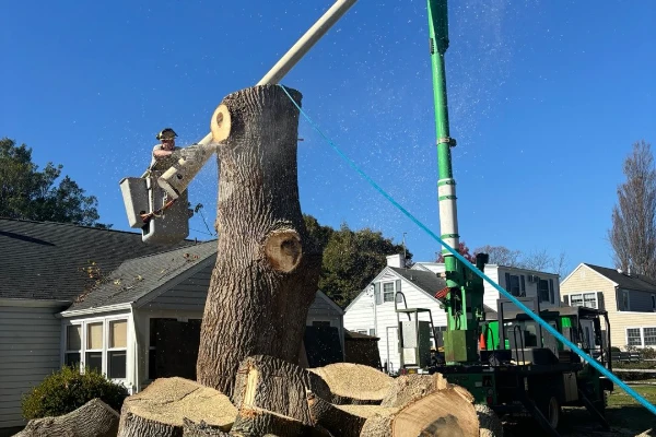 Tree Cutting Service