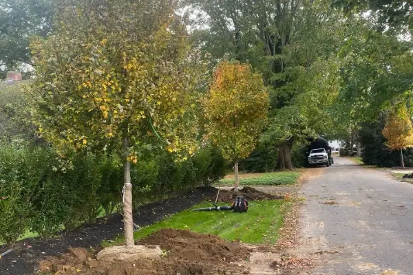 Tree Planting