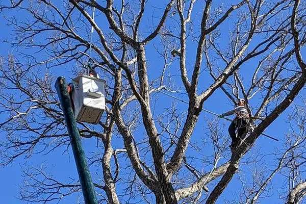 Tree Trimming Services