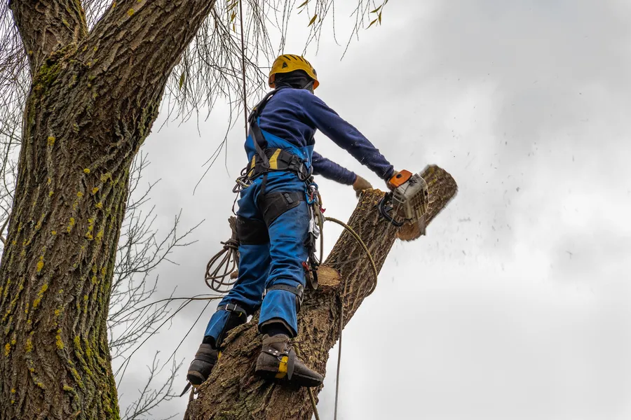 Reliable Tree Cutting Service Greenport, NY Reliable Tree Cutting Service Greenport, NY