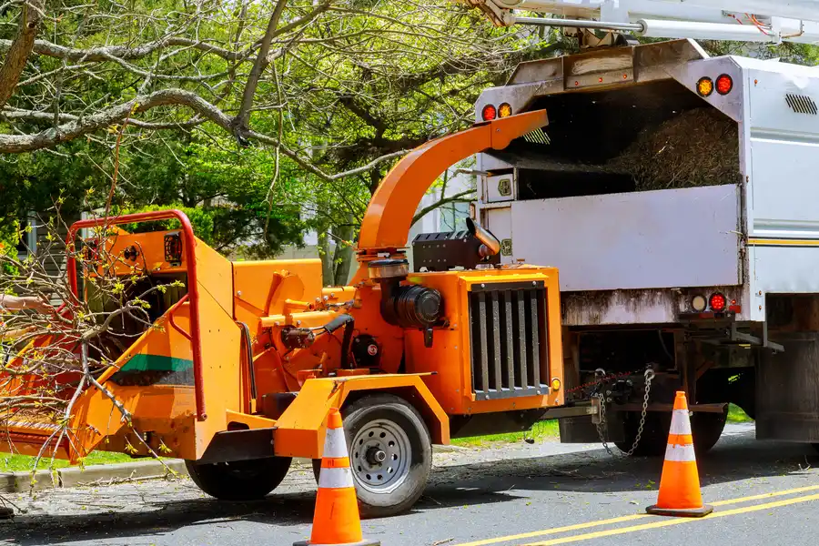 What To Expect During A Professional Tree Removal Service Greenport, NY What To Expect During A Professional Tree Removal Service Greenport, NY