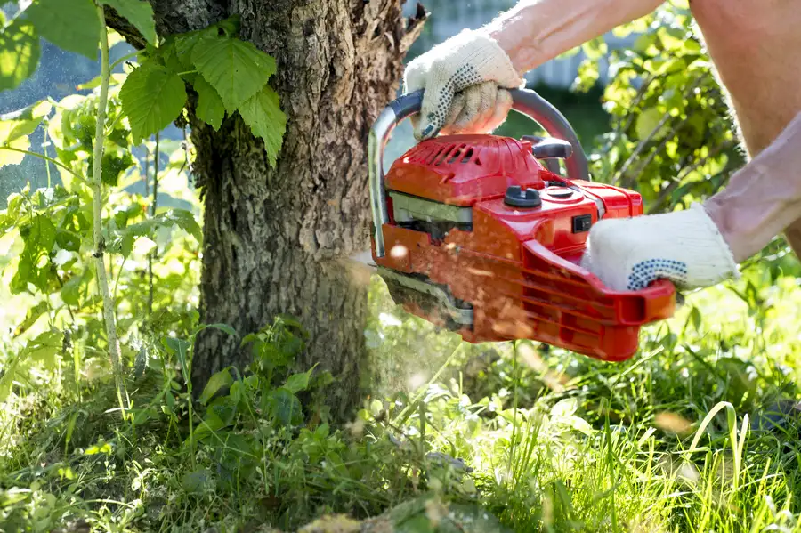 What To Expect During A Professional Tree Removal Service in Greenport, NY What To Expect During A Professional Tree Removal Service in Greenport, NY